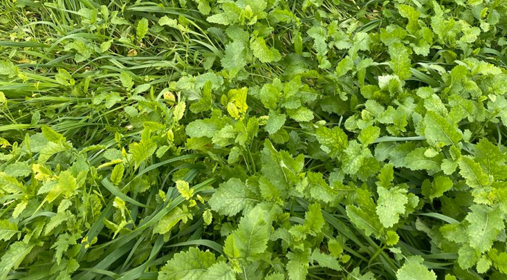 Cover crops in outdoor horticultural