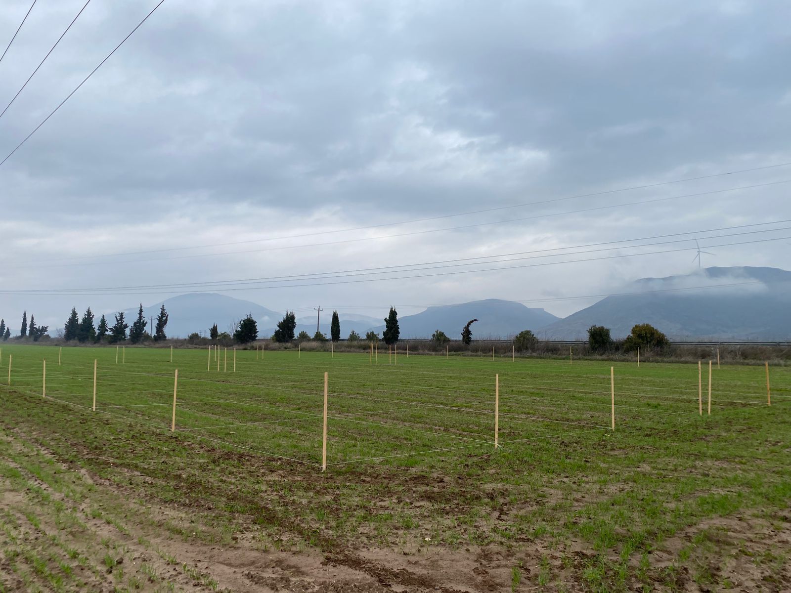 Crop rotation in cereals