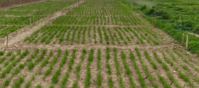 Crop rotation in outdoor horticultural crops