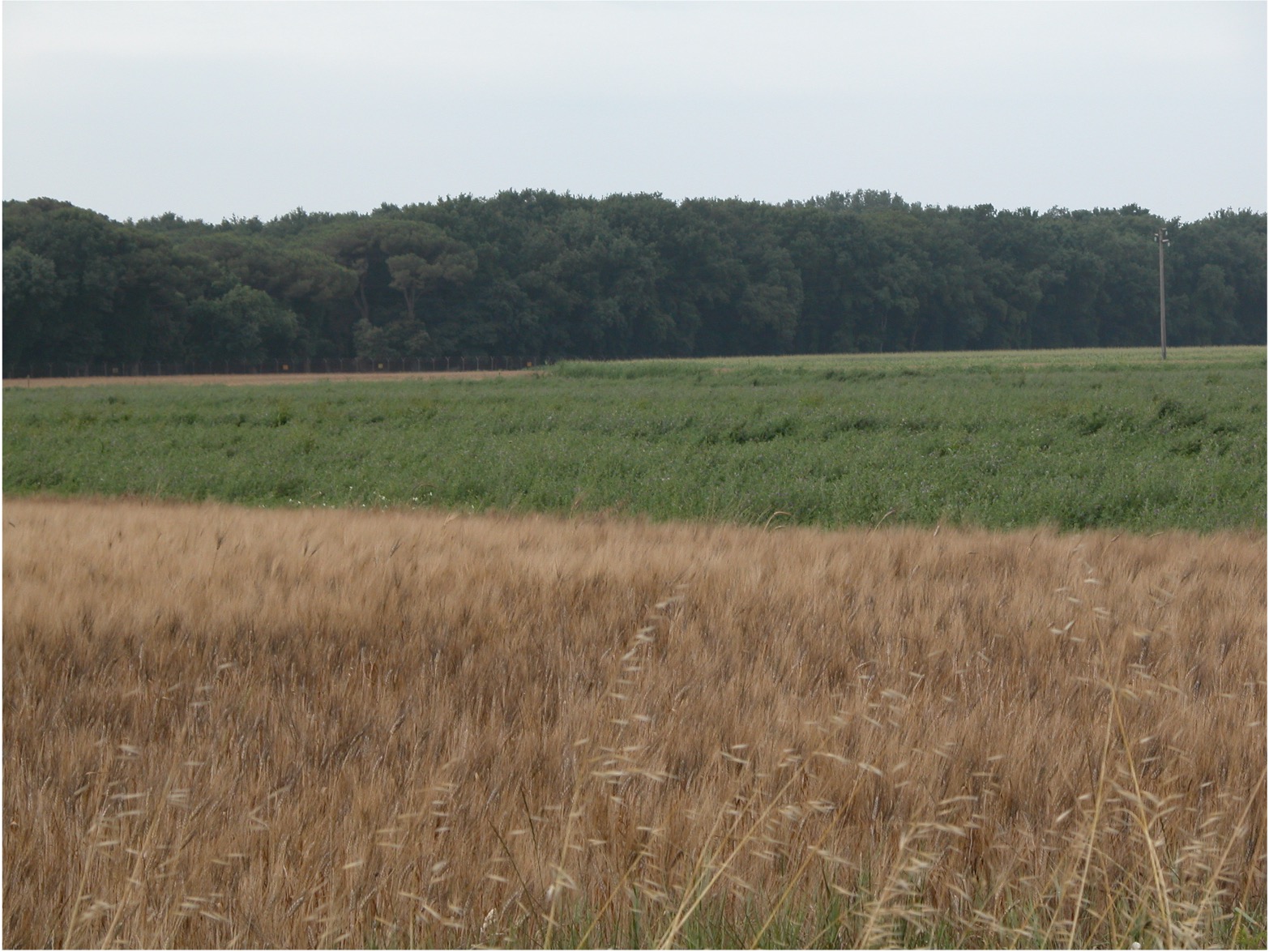 Crop Rotation including perennial legumes