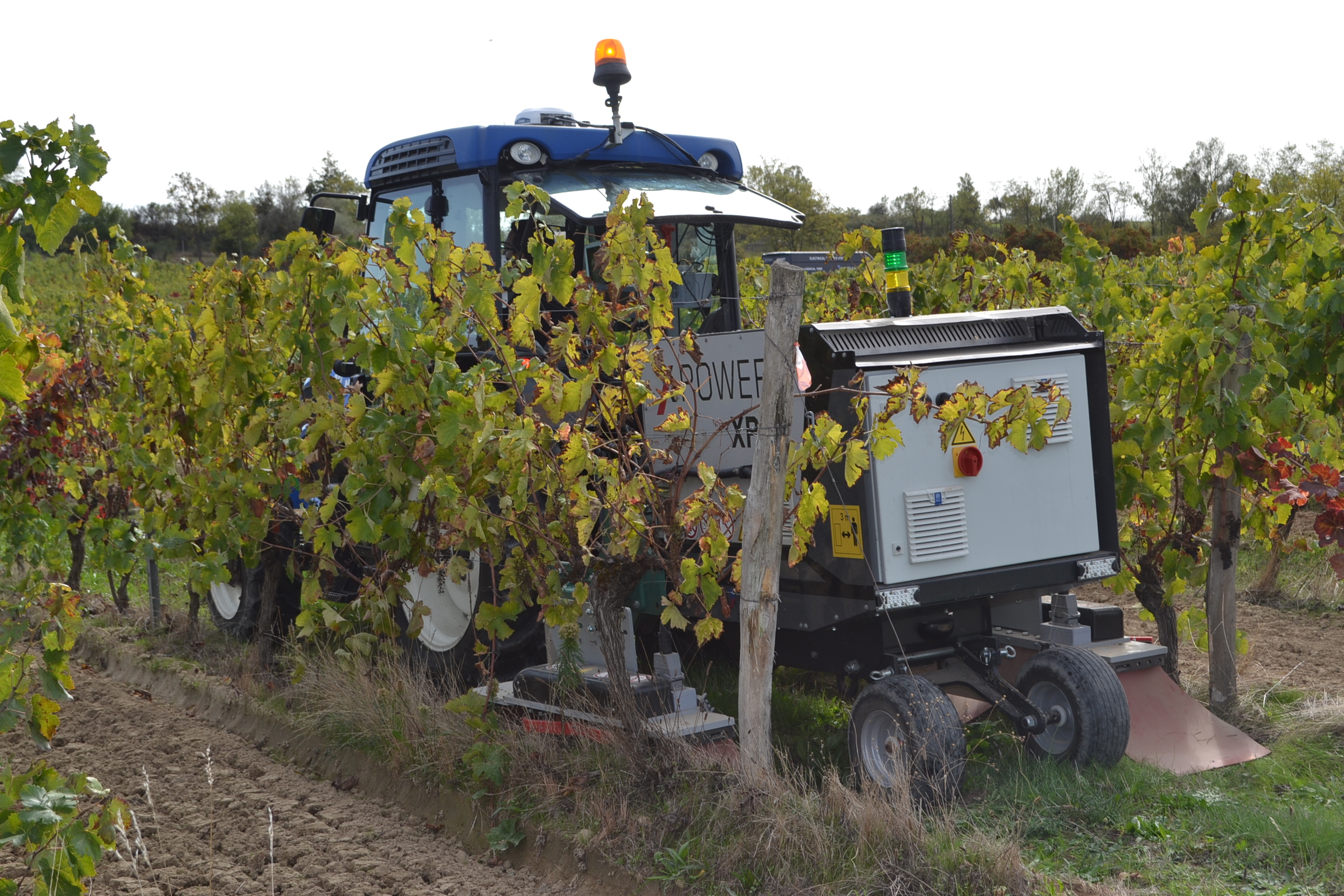 Electrical weeding under vineyards