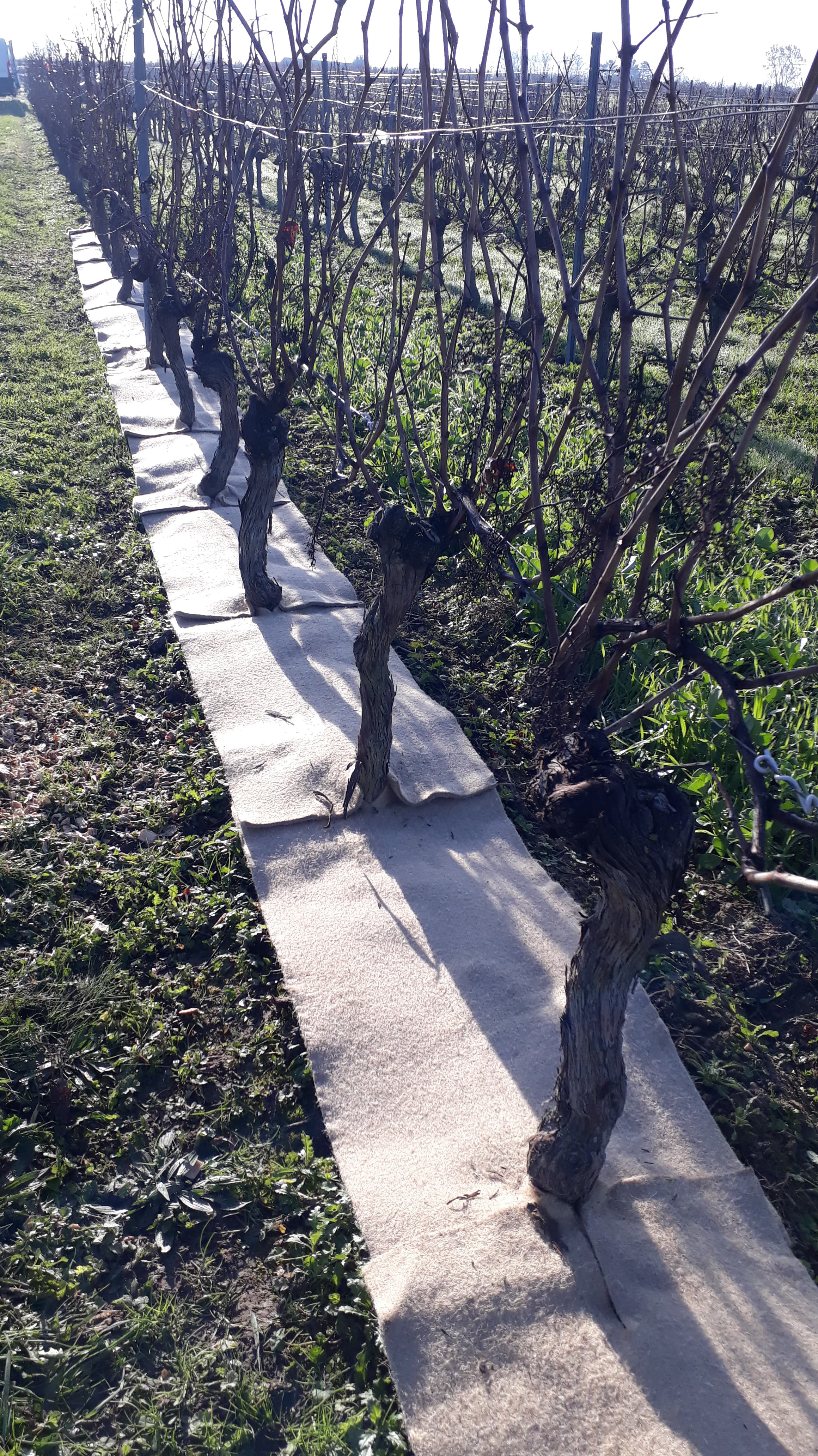 Mulch of wood chips, bark, straw, or green waste under the vine row