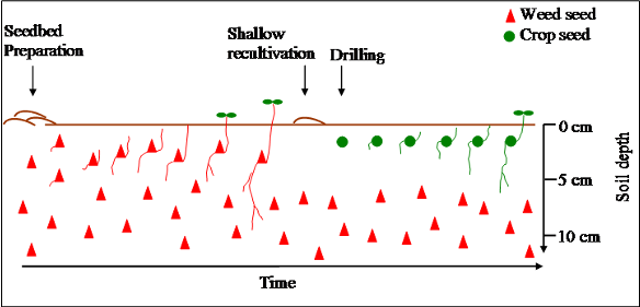 False seedbed in arable crops