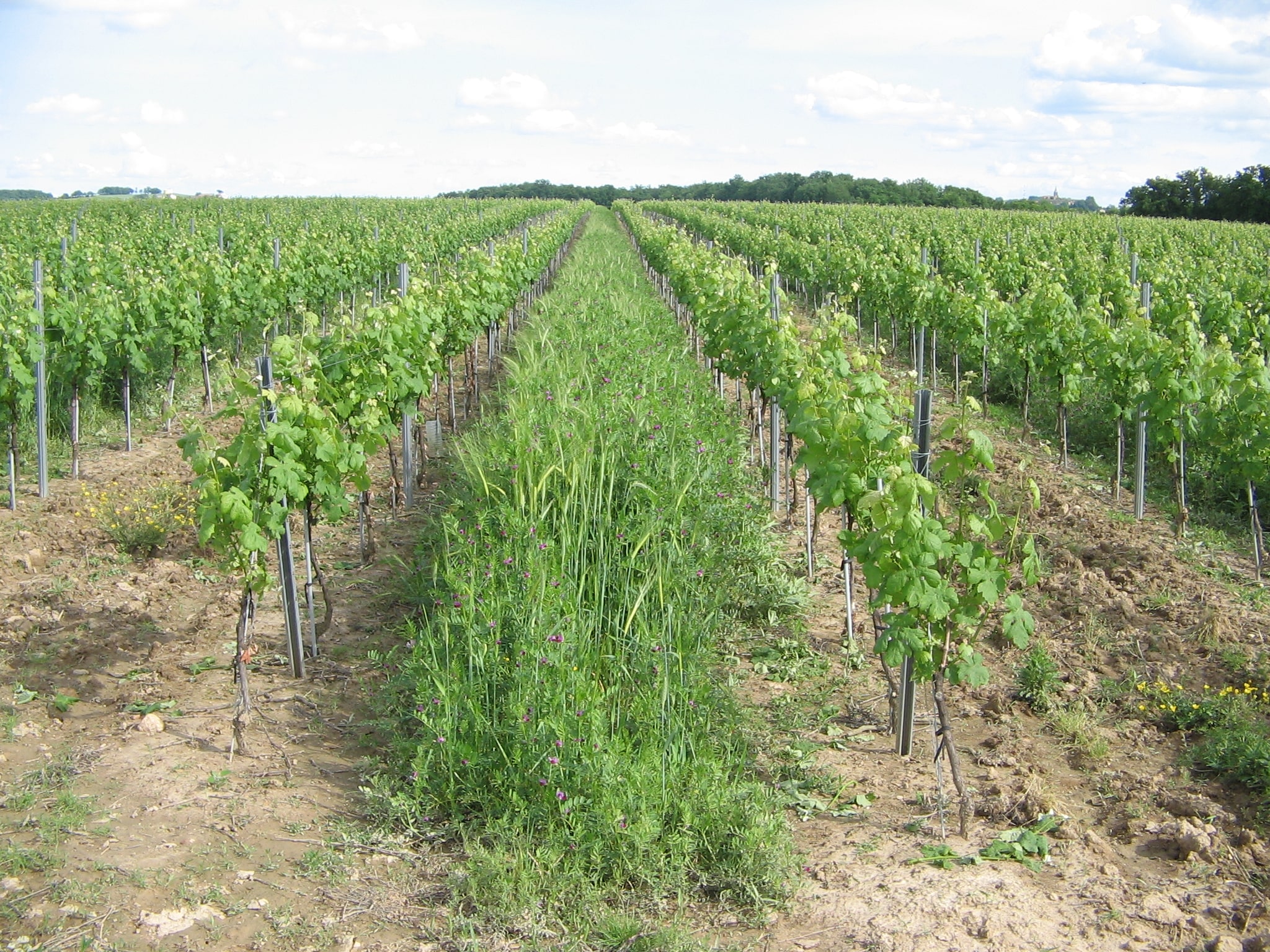 Green manure between the vine rows