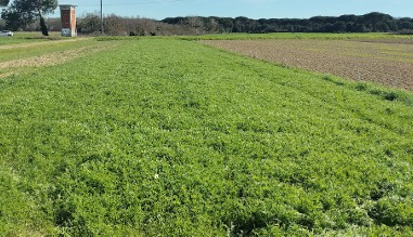 Green manure in arable crops
