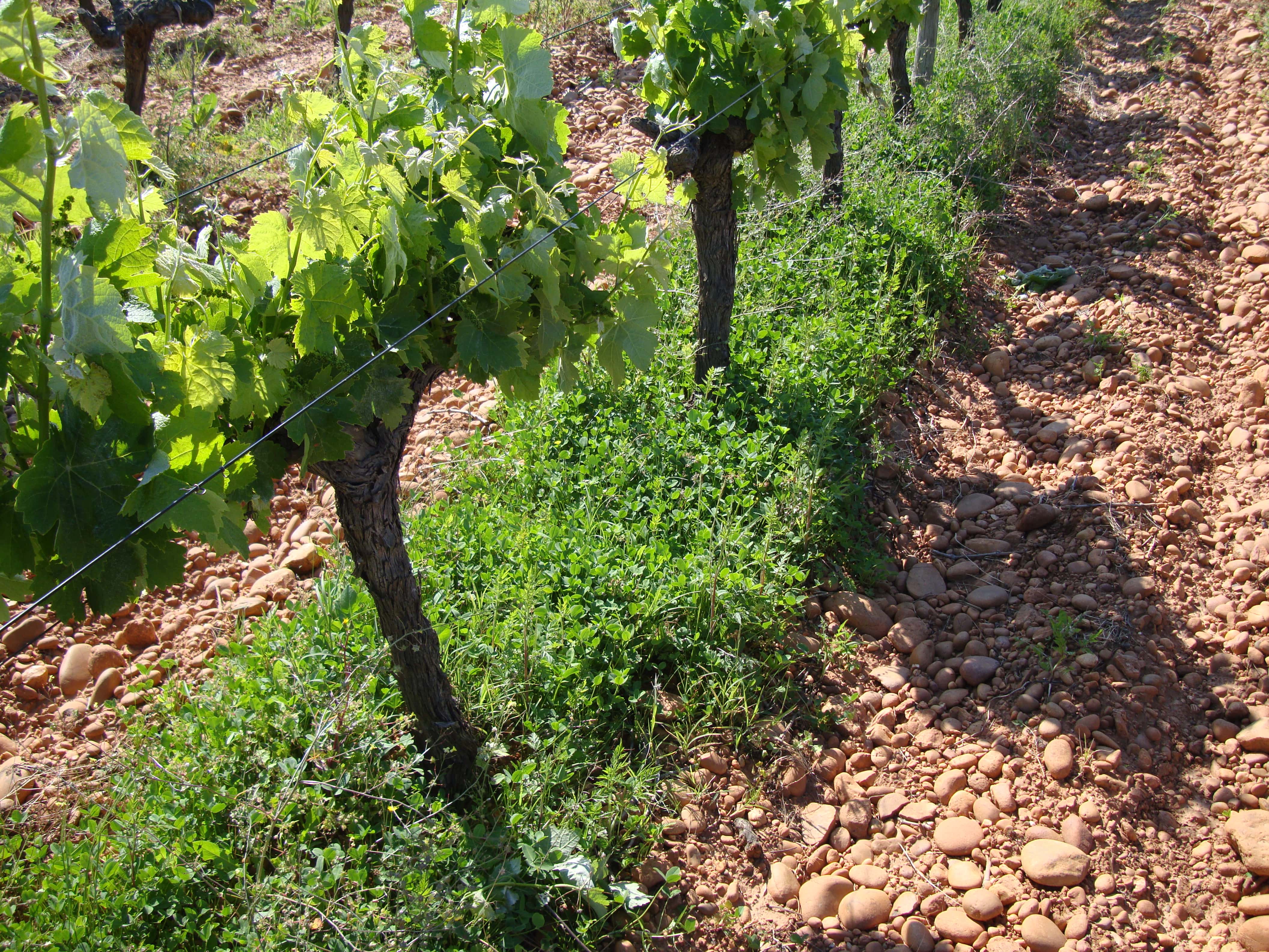 Sown cover crop under the vine row