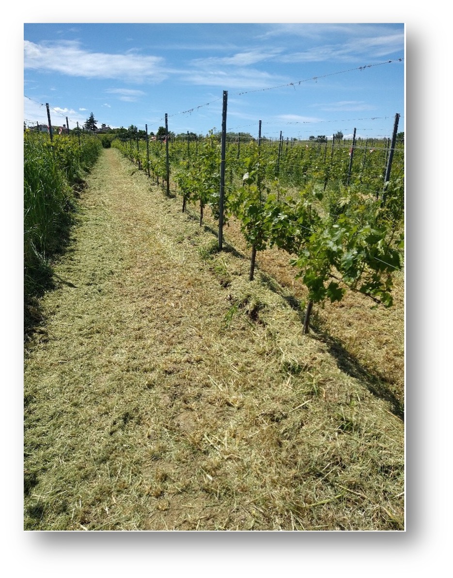Under row dead mulch in vineyards