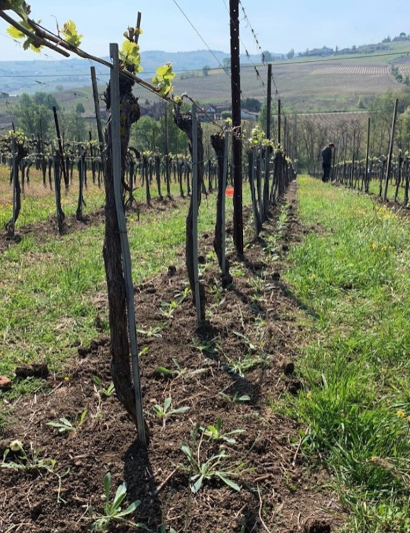 Under-row permanent living mulch in vineyards