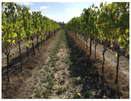 Under row self-reseeding cover crop